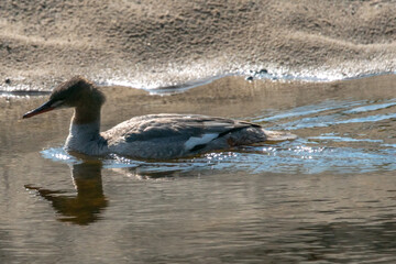 Nurogęś nad rzeką © Michał Kurzątkowski