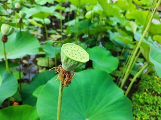 Lotus flower fruit in the garden