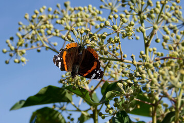 Red admiral butterfly (Vanessa Atalanta) perched on a white flower in Zurich, Switzerland
