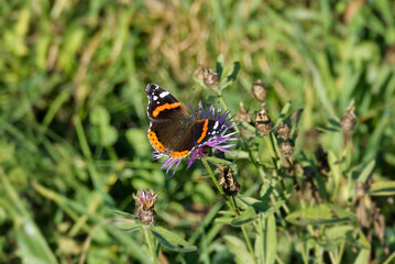 Red admiral butterfly (Vanessa Atalanta) sitting on a pink flower in Zurich, Switzerland