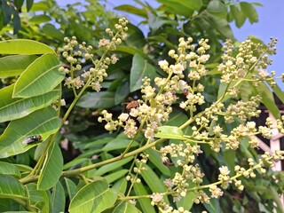 flower pollination carried out by insects, bees pollinating flowers, mutualistic symbiosis between bees and plants in flower pollination