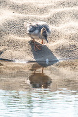 Nurogęś nad rzeką © Michał Kurzątkowski