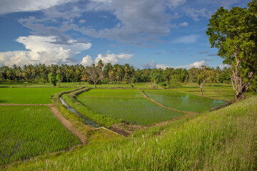 landscape with rice field and blue sky