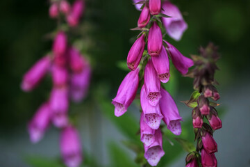 Medical plant Foxglove ( Digitalis Purpurea)