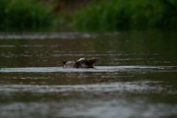 Nurogęś nad rzeką © Michał Kurzątkowski
