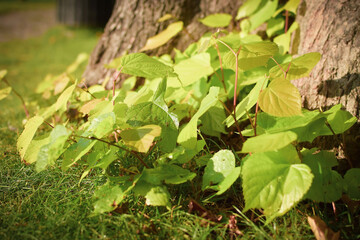 CLose up image of small bush by the tree trunk.