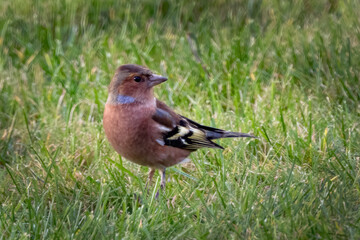 Chaffinch in the long grass