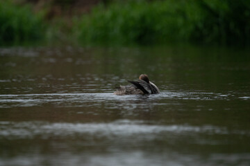 Nurogęś nad rzeką © Michał Kurzątkowski