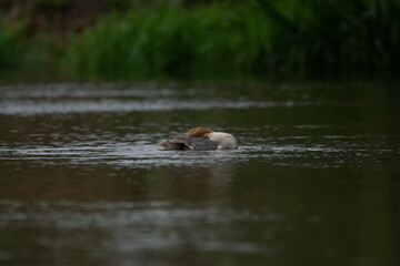 Nurogęś nad rzeką © Michał Kurzątkowski