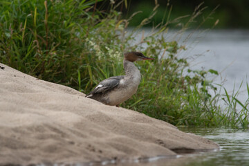 Nurogęś nad rzeką © Michał Kurzątkowski