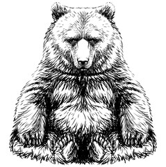 Graphic portrait of a sitting bear in sketch style on a white background.