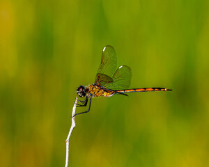 Macro of a four-spotted pennant dragonfly, Brachymesia gravida, perched on a plant. Orange coloration of thorax indicates this is an immature dragonfly. Horizontal