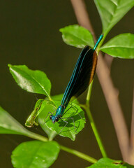 Macro of a male ebony jewelwing, Calopteryx maculata, perched on a leaf with closed wings. Facing...