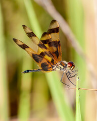 Macro of a Halloween pennant dragonfly, Celithemis eponina, perched on a blade of grass. Side view with open wings detailing the face, thorax, and abdomen. Vertical