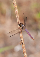 Dorsal view of a roseate skimmer dragonfly, Orthemis ferruginea, perched on a blade of grass....