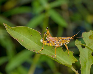 Male Eastern lubber grasshopper, romalea microptera, in an intermediate color phase.Sitting on a leaf. Side view. Horizontal