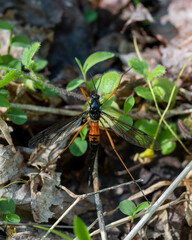 Dorsal view of a female antlered crane fly, Tanyptera dorsalis, with elongated pointed abdomen. Coloration mimics a wasp. Adults do not eat, but mate and lay eggs during their short lifespan.