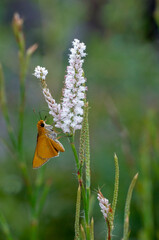 An orange palmetto skipper, Euphyes arpa, on a white flower spike. Vertical