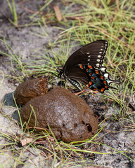 Black swallowtail butterfly, Papilio polyxenes, butterfly, puddling on dung. Common behavior among butterflies (mostly males) as it provides them with essential nutrients and minerals. Vertical
