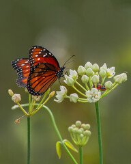 Orange soldier butterfly, Danaus eresimus, on white milkweed, one of its host plants. A milkweed bug and a tiny fly visit the same flower. Vertical