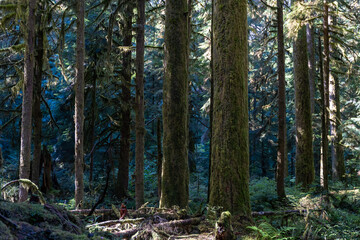 Thick Washington forest with lots of shrubs at the trailhead of Lake Twenty-Two.