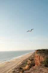 bird in sky, algarve beach, portugal at sunset, praia da falesia