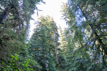Thick Washington forest with lots of shrubs at the trailhead of Lake Twenty-Two.
