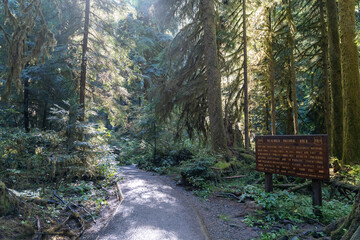 Thick Washington forest with lots of shrubs at the trailhead of Lake Twenty-Two.