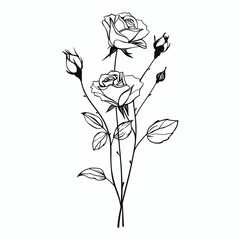 Outline rose flower with stem and leaves on white background. Blooming bud, thorns. Black thin line art. Vintage vector icon, print, logo © Alice