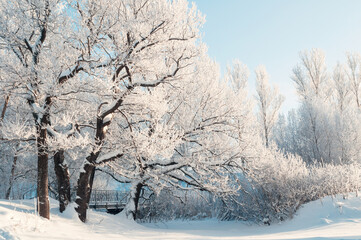 Fototapeta premium Winter forest landscape, frosty winter trees in the forest in sunny morning. Winter tranquil landscape of forest nature