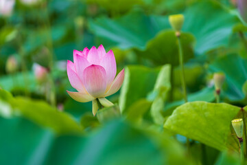 Lotus flower blooming among lush green leaves