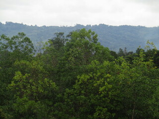 forest in the mountains