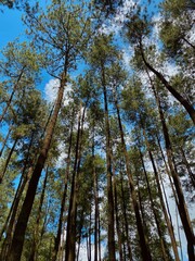 Pine Forest