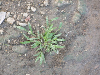 Digitaria sanguinalis grass that grows wild around the house