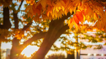 Colorful, bright autumn leaves hang from the cherry tree branches. Golden autumn foliage leaves background