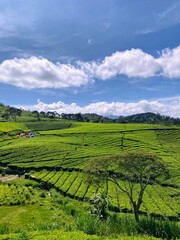Obraz premium green tea plantation