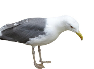 Yellow-legged Gull isolated on white. Larus michahellis