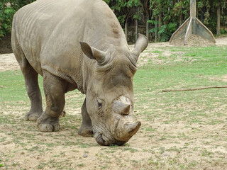 Fototapeta premium White rhinoceros at the zoo. Rhino
