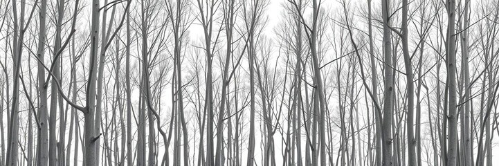 Obraz premium A dense forest of slender gray tree branches against a monochromatic white background, monochromatic, evergreen trees, tree branches