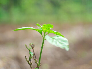 close-up photo of green plant shoots