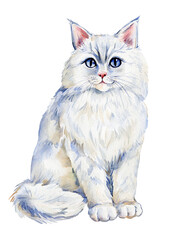 White cat watercolor illustration of cute animal, Fluffy kitten on an isolated white background for design, clipart