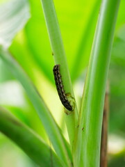 banana leaves with caterpillars on the branches