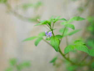 Green plants that are blooming with purple flowers have a small shape