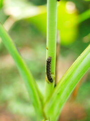 Caterpillars crawling on banana leaves