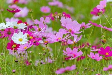 Colorful Cosmos Flowers in Bloom