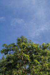 Fototapeta premium mango trees and sky crop image