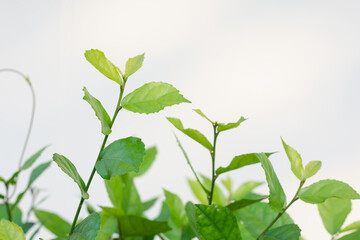 close-up of a plant with green leaves against a light background. The plant has several leaves that are vibrant green, with some leaves appearing slightly lighter in color, indicating new growth