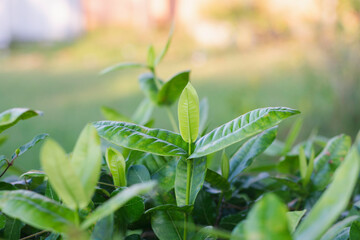 close-up of a plant with green leaves against a light background. The plant has several leaves that are vibrant green, with some leaves appearing slightly lighter in color, indicating new growth