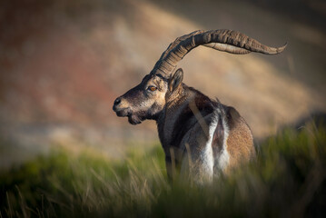 Mountain goat in the Sierra