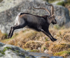 Mountain goat in the Sierra